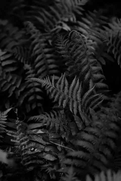 High Contrast Phone Wallpaper · amoled · 1440×2160