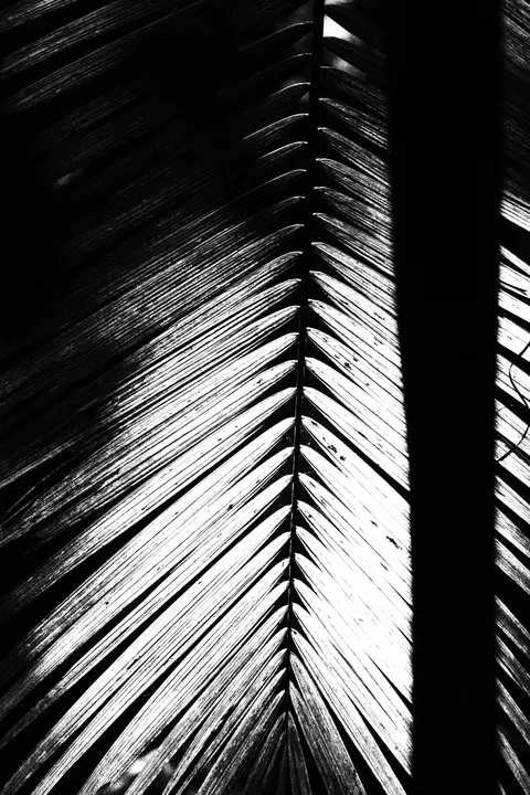 High Contrast Phone Wallpaper · amoled · 1440×2160
