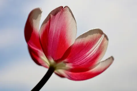 Blumen-Makro 4K Hintergrundbild · flowers · 3840×2560