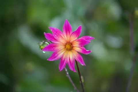 Blumen-Makro 4K Hintergrundbild · flowers · 3840×2560