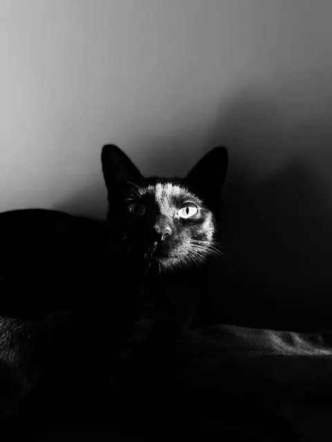 High Contrast Phone Wallpaper · amoled · 1440×1920