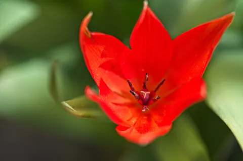 꽃 접사 4K 배경화면 · flowers · 3840×2555