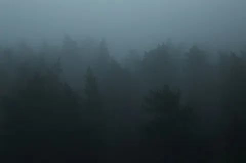 Dark Forest 4K Wallpaper · dark · 3840×2553