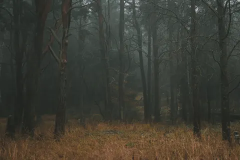 Dark Forest 4K Wallpaper · dark · 3840×2560