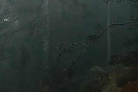 Dark Forest 4K Wallpaper · dark · 3840×2560