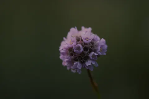 Blumen-Makro 4K Hintergrundbild · flowers · 3840×2560