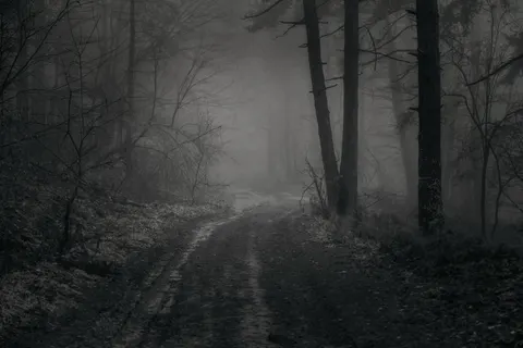 Dark Forest 4K Wallpaper · dark · 3840×2560