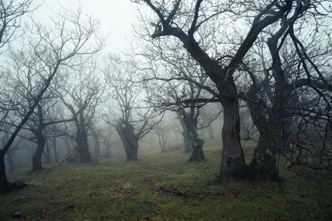 Dark Forest 4K Wallpaper · dark · 3840×2560