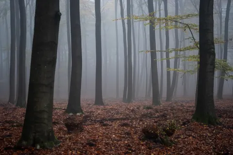 Dark Forest 4K Wallpaper · dark · 3840×2563
