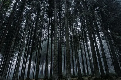 Dark Forest 4K Wallpaper · dark · 3840×2560