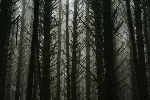Dark Forest 4K Wallpaper · dark · 3840×2555