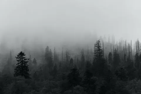 Dark Forest 4K Wallpaper · dark · 3840×2565