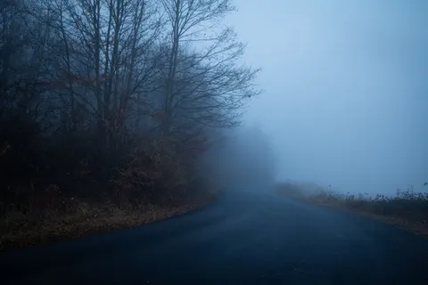 Dark Forest 4K Wallpaper · dark · 3840×2563