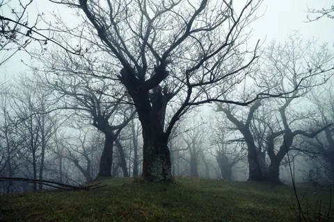 Dark Forest 4K Wallpaper · dark · 3840×2560