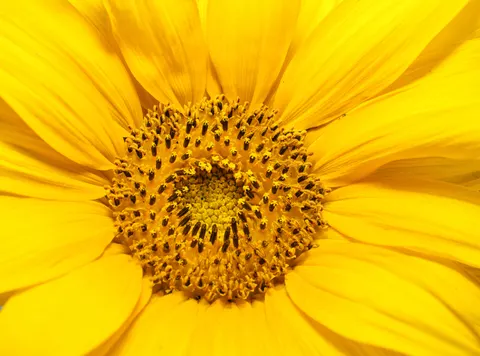 Fondo de pantalla Macro de flor 4K · flowers · 3840×2850