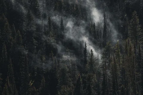 Dark Forest 4K Wallpaper · dark · 3840×2561