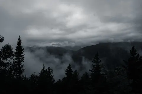 Dark Forest 4K Wallpaper · dark · 3840×2560