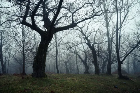 Dark Forest 4K Wallpaper · dark · 3840×2560