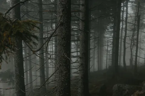 Dark Forest 4K Wallpaper · dark · 3840×2560