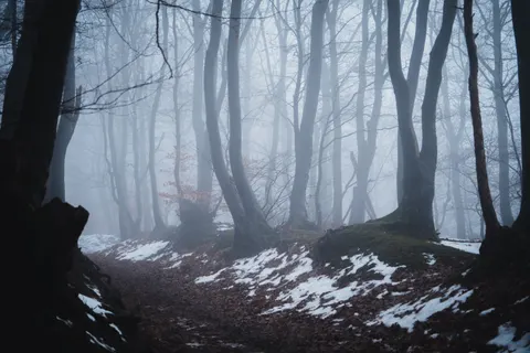 Dark Forest 4K Wallpaper · dark · 3840×2560