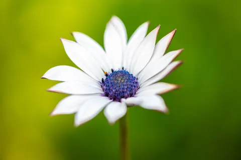 Fond d'écran Macro de fleur 4K · flowers · 3840×2560