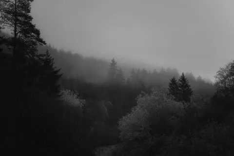 Dark Forest 4K Wallpaper · dark · 3840×2560