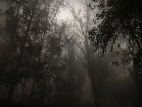 Fond d'écran Forêt Sombre 4K · dark · 3840×2880