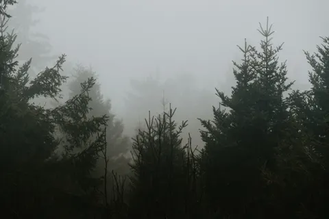 Dark Forest 4K Wallpaper · dark · 3840×2560