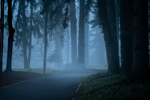 Dark Forest 4K Wallpaper · dark · 3840×2560