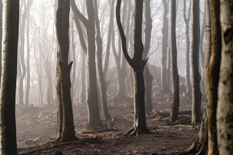 Fondo de pantalla Bosque Oscuro 4K · dark · 3840×2561
