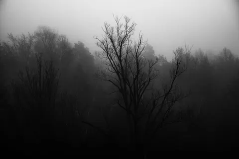 Dark Forest 4K Wallpaper · dark · 3840×2561