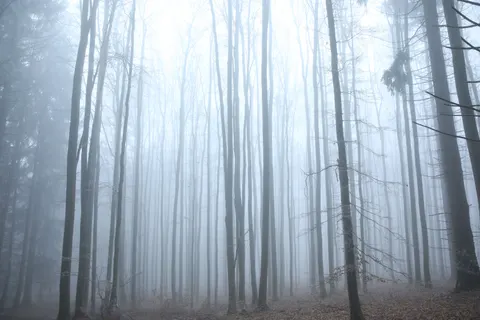 Dark Forest 4K Wallpaper · dark · 3840×2560