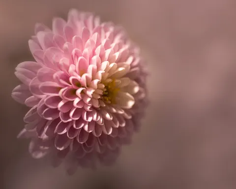 꽃 접사 4K 배경화면 · flowers · 3840×3072