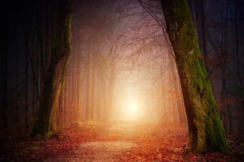 Dark Forest 4K Wallpaper · dark · 3840×2560