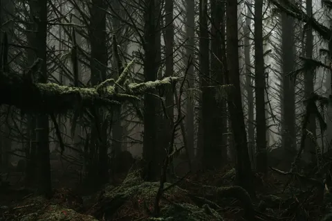 Dark Forest 4K Wallpaper · dark · 3840×2555