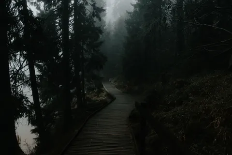 Dark Forest 4K Wallpaper · dark · 3840×2560