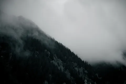 Donker Woud 4K-achtergrond · dark · 3840×2560