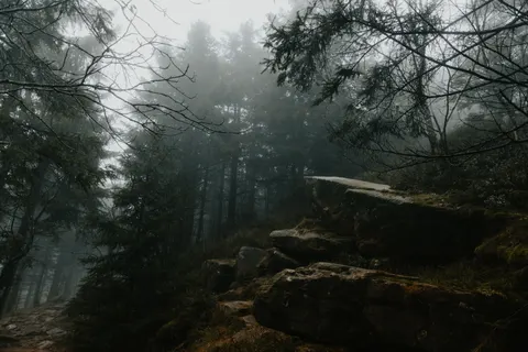 Dark Forest 4K Wallpaper · dark · 3840×2560