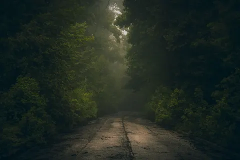 Dark Forest 4K Wallpaper · dark · 3840×2560