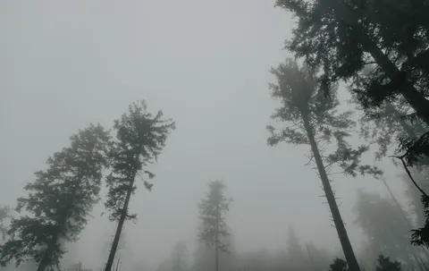 Dark Forest 4K Wallpaper · dark · 3840×2430