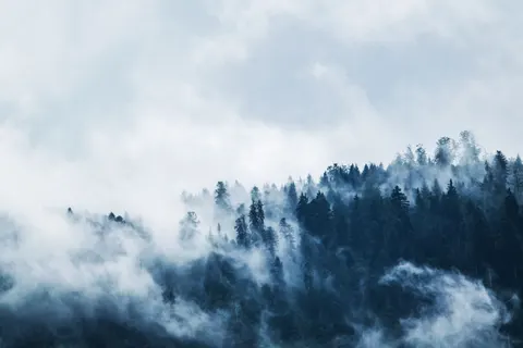 Dark Forest 4K Wallpaper · dark · 3840×2560