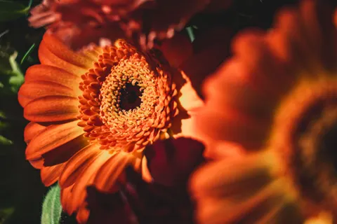꽃 접사 4K 배경화면 · flowers · 3840×2560