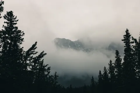 والپیپر جنگل تاریک با کیفیت 4K · dark · 3840×2561