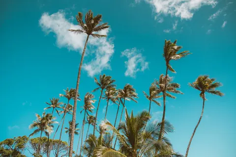والپیپر درختان نخل با کیفیت 4K · tropical · 3840×2560