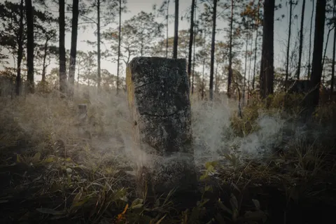 Dark Forest 4K Wallpaper · dark · 3840×2560