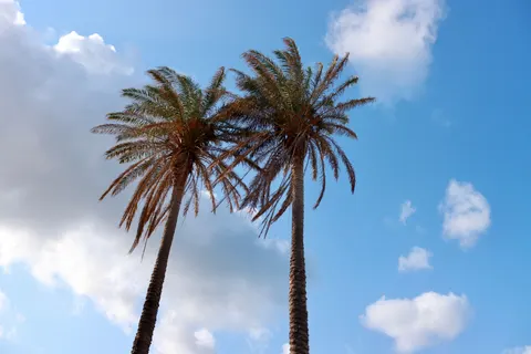 والپیپر درختان نخل با کیفیت 4K · tropical · 3840×2560