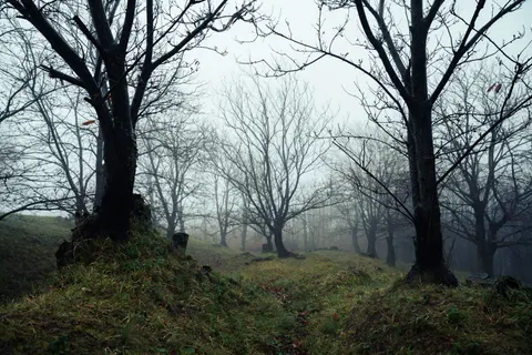 Dark Forest 4K Wallpaper · dark · 3840×2560