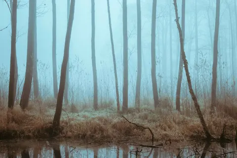 Dark Forest 4K Wallpaper · dark · 3840×2560