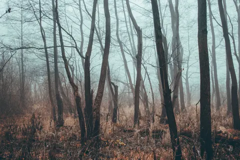 Dark Forest 4K Wallpaper · dark · 3840×2560