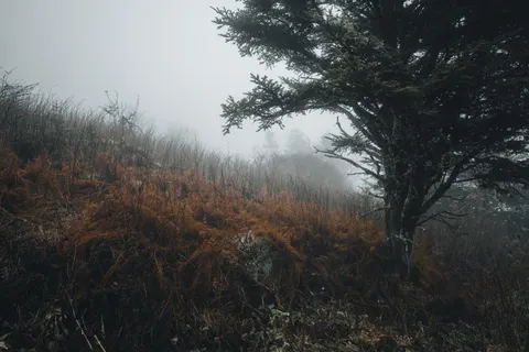 Dark Forest 4K Wallpaper · dark · 3840×2560